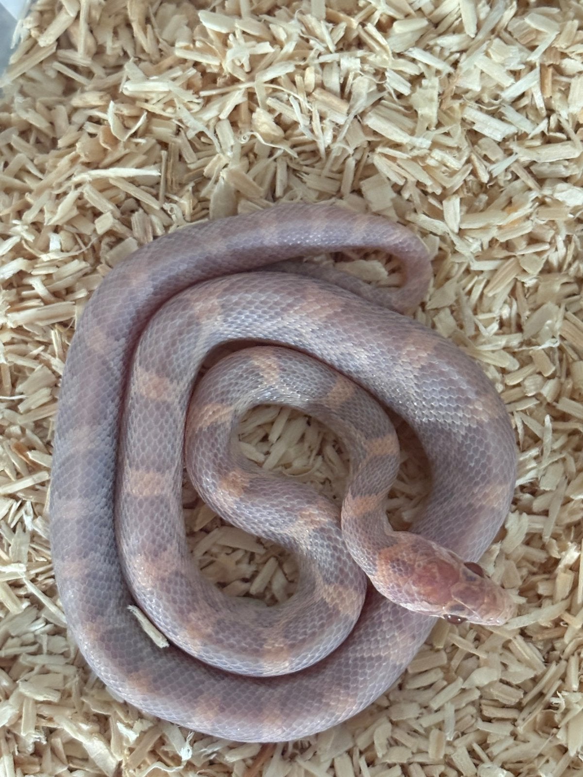 Rattenslangen Cornsnakes, Slang, Tam, 0 tot 2 jaar