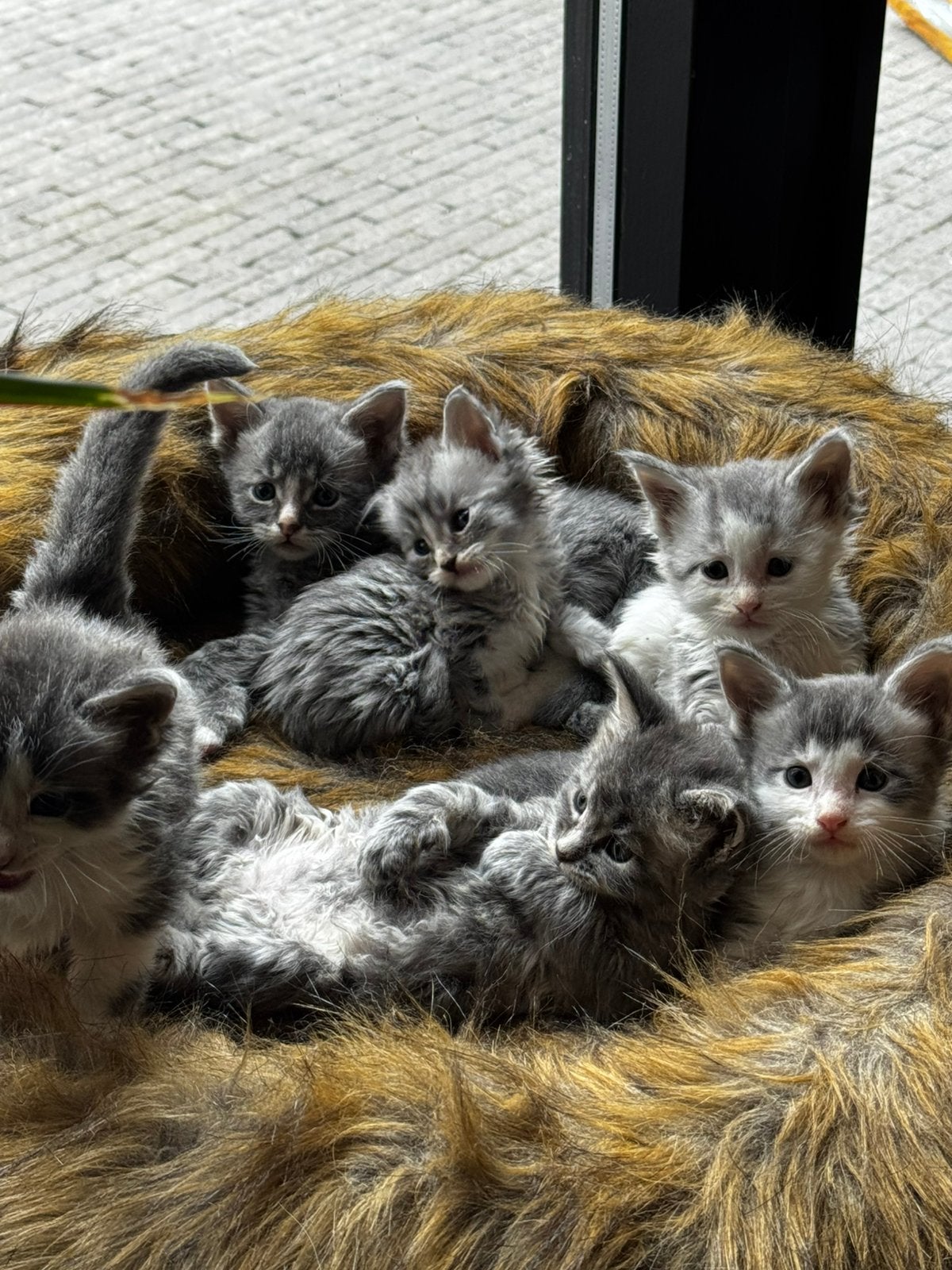 5 Maine coon kittens ️ mogen 12 sept. Verhuizen, Dieren en Toebehoren, Meerdere dieren, Gechipt, 0 tot 2 jaar