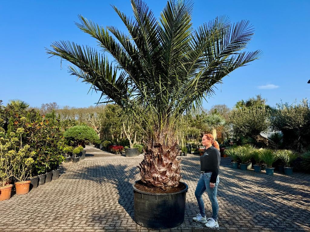 Jubaea chilensis - Chileense wijnpalm met 130 cm stamhoogte, Verzenden, 250 tot 400 cm, Zomer, Palmboom