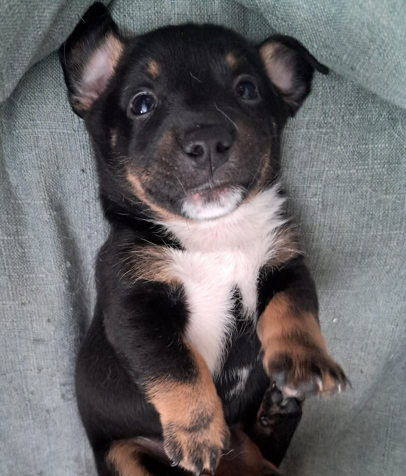 Jack Russel pups leuke kleurtjes vakantieopvang mogelijk, Jack Russell Terriër, 8 tot 15 weken, Meerdere, Meerdere dieren