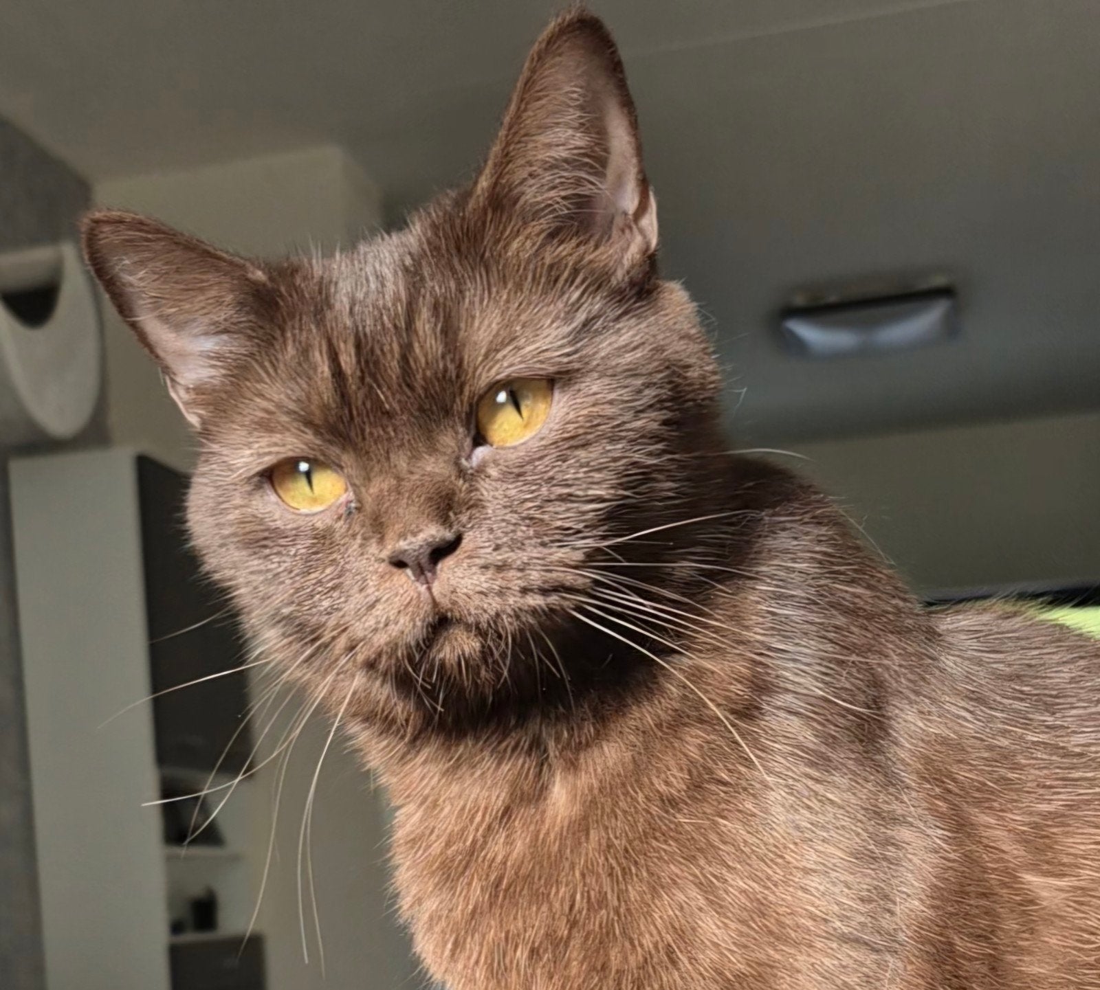 Brits/Britse Korthaar Poes, Poes, Ontwormd