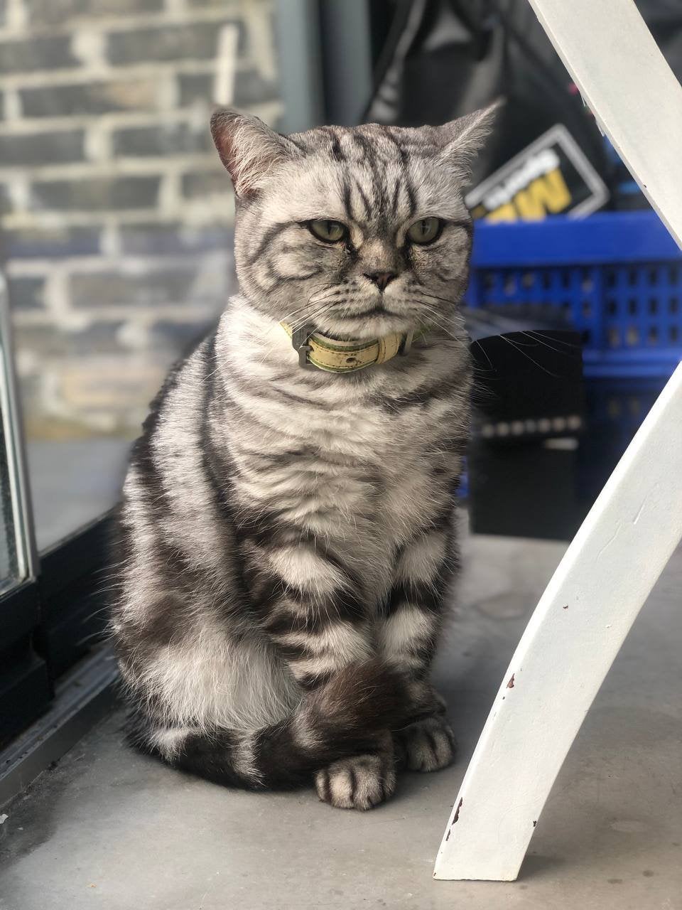 Tisha zoekt een nieuw thuis!, Dieren en Toebehoren, Poes, Gechipt, 3 tot 5 jaar