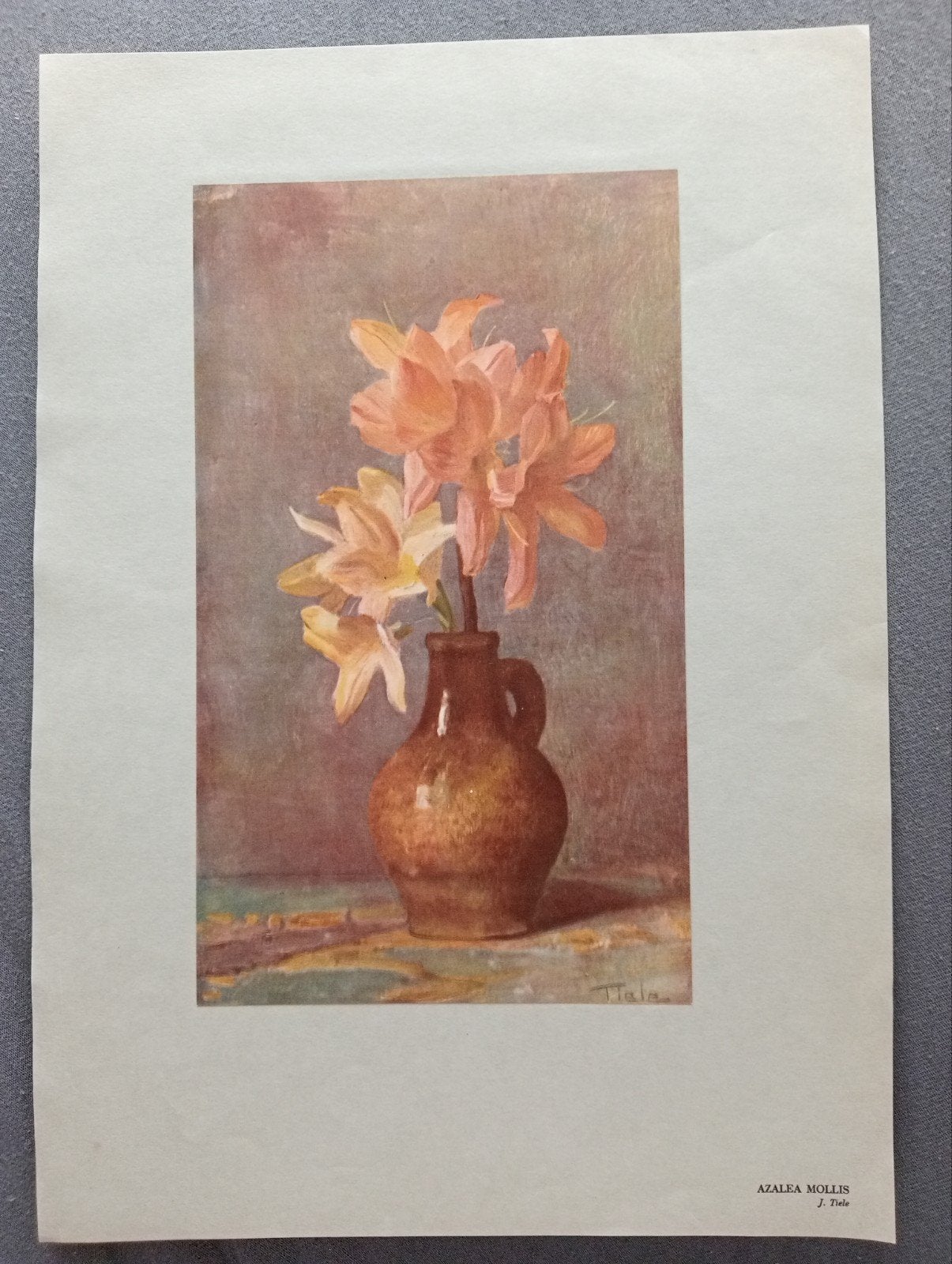 Foto 2 van J.Tiele prent 1934 Azalea Mollis Stilleven