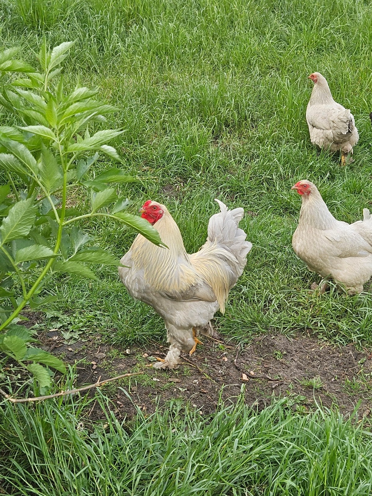 4 Brahma hennen,kippen,1 haan klein, Dieren en Toebehoren, Pluimvee, Meerdere dieren, Kip
