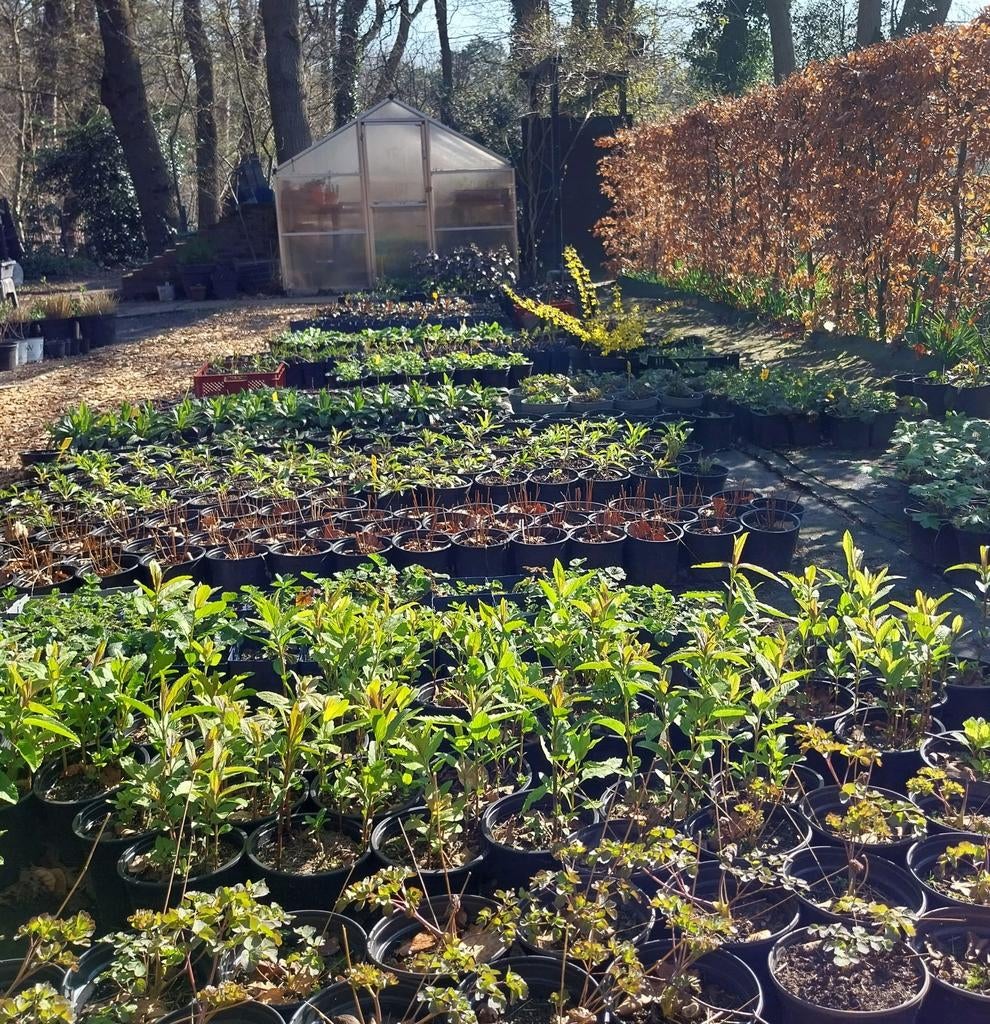 de Zonnehoed • duurzaam gekweekte tuinplanten, Ophalen, Vaste plant, Overige soorten