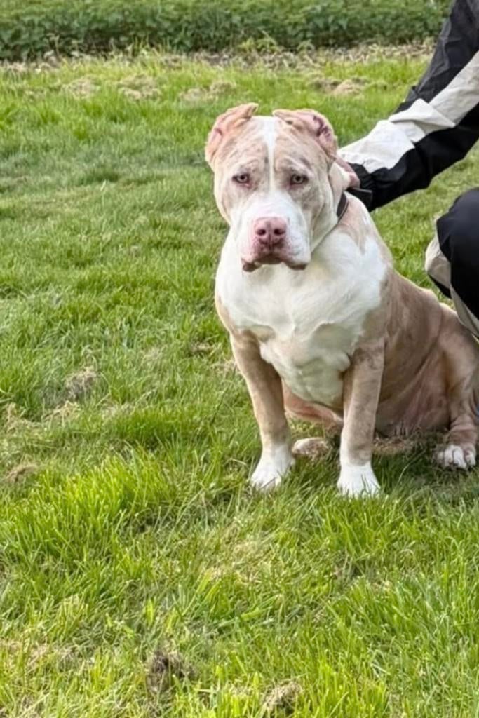 American Bully XL teef met stamboom, Dieren en Toebehoren, Honden | Bulldogs, Pinschers en Molossers, Particulier, 15 weken tot 1 jaar
