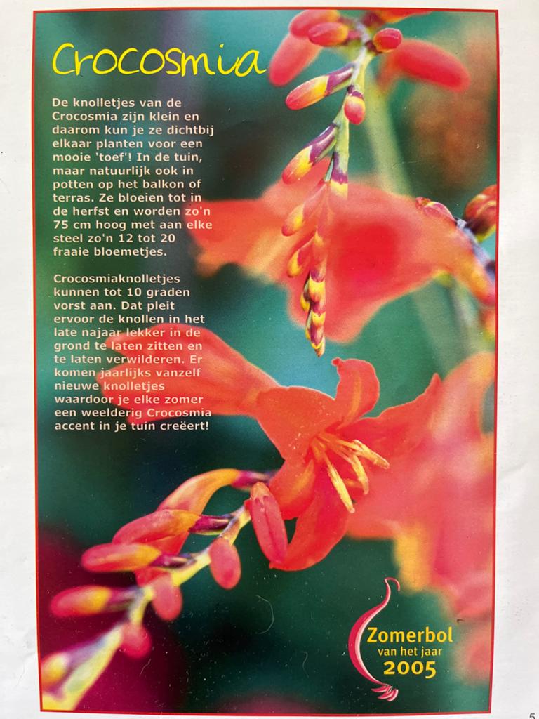 Montbretia (Crocosmia) bollen - Oranje/rode bloemen, Tuin en Terras, Bloembollen en Zaden, Ophalen of Verzenden, Voorjaar, Volle zon