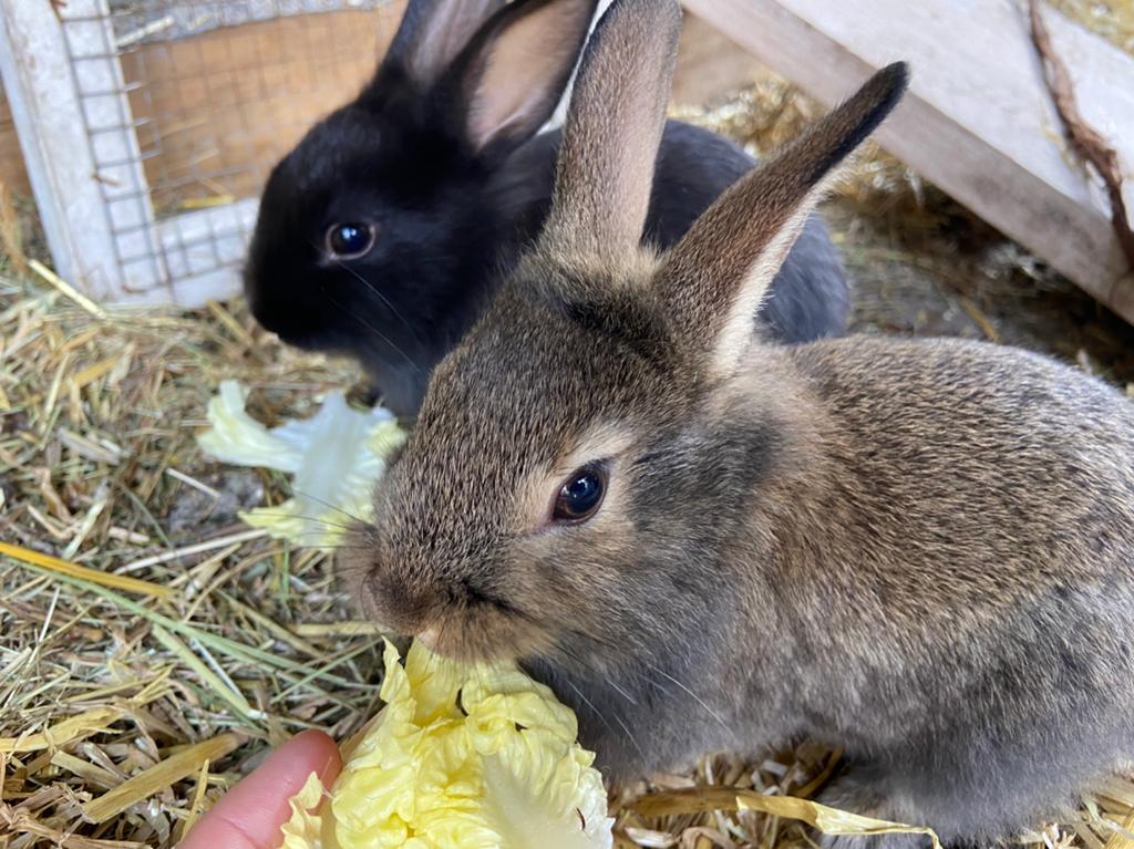 Jonge konijnen te koop, Meerdere dieren, Middelgroot