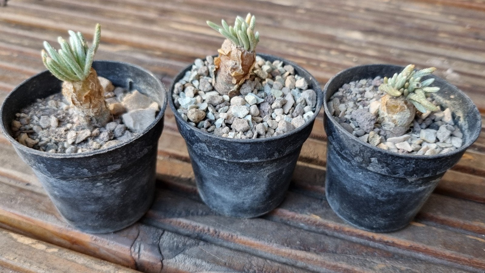 CACTUS SUCCULENT AVONIA QUINARIA CAUDEX ZELDZAAM PLANT, Huis en Inrichting, Kamerplanten, Ophalen of Verzenden, Cactus, Volle zon