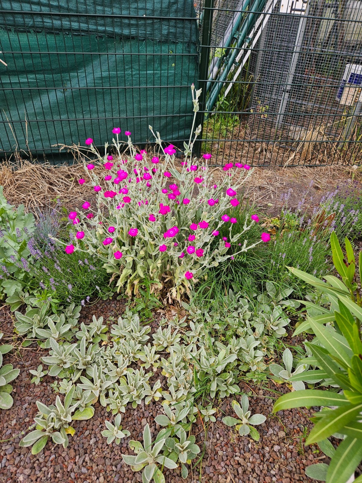 Roze prikneus, Tuin en Terras, Ophalen, Overige soorten, Volle zon
