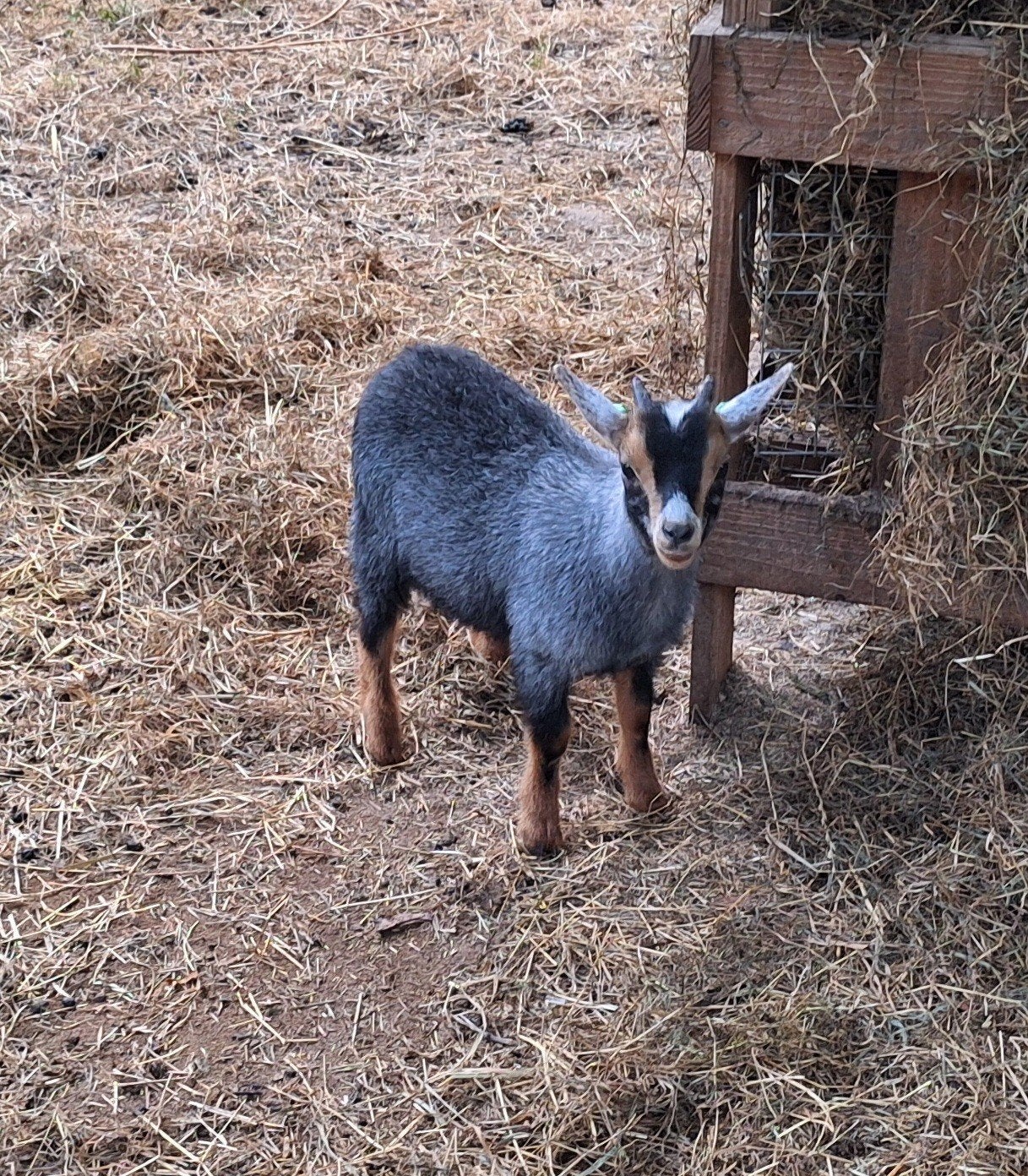 Drie mooie dwerggeitbokjes, Dieren en Toebehoren, Schapen, Geiten en Varkens, Mannelijk, Geit, 0 tot 2 jaar