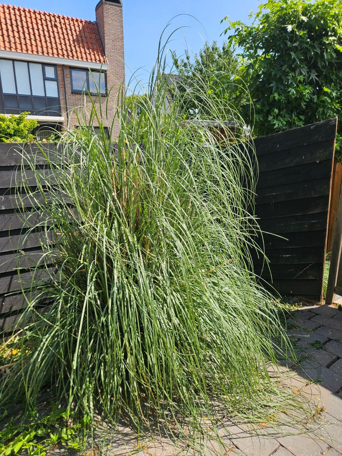 Groot siergras met pluimen 2x GRATIS, Tuin en Terras, Planten | Tuinplanten, Ophalen, Volle zon, Vaste plant, Siergrassen