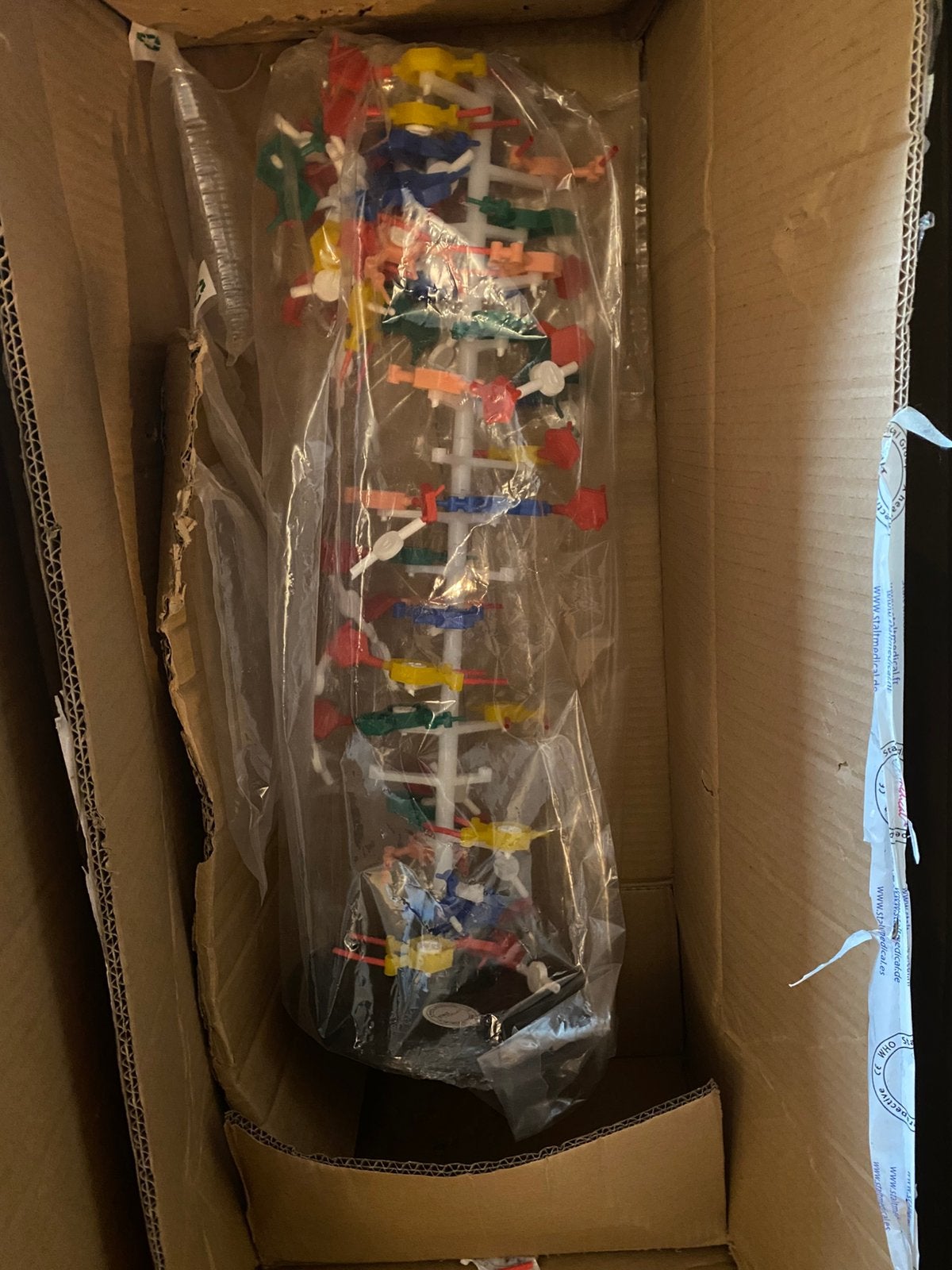 Anatomisch model DNA , nieuw, Ophalen of Verzenden, Nieuw