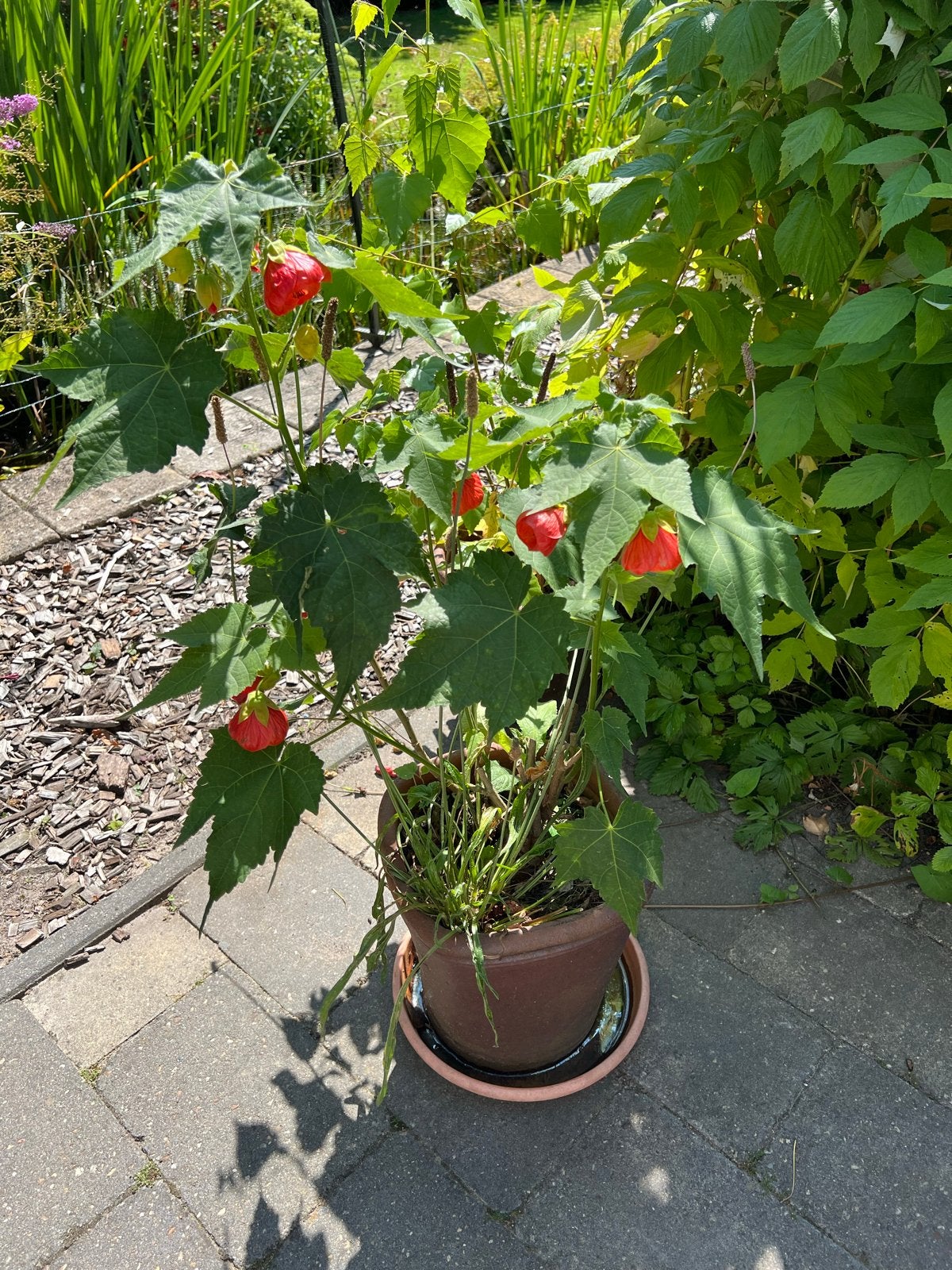 Abutilon (Chinese lantaarn) in pot, Volle zon, Vaste plant, Zomer, Ophalen