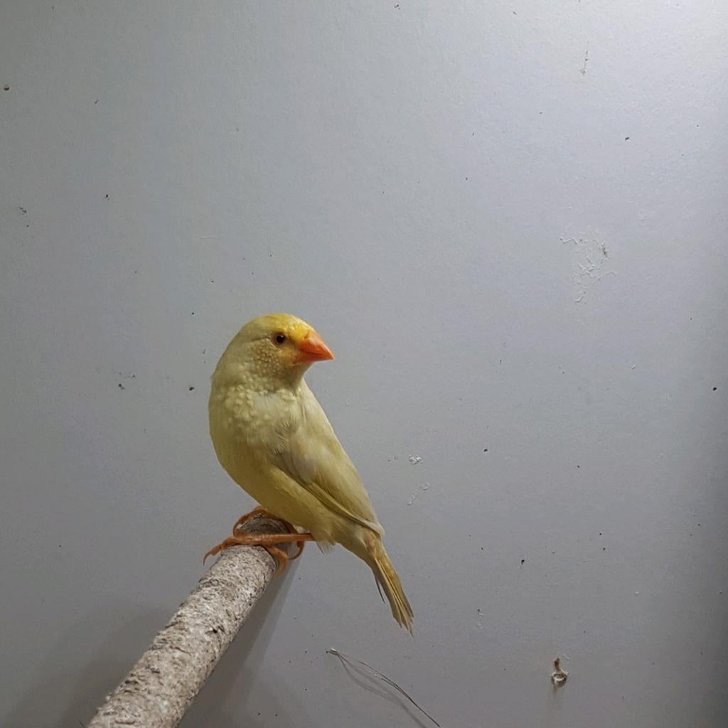 Binsen alstrilde, Dieren en Toebehoren, Vogels | Overige Vogels, Meerdere dieren