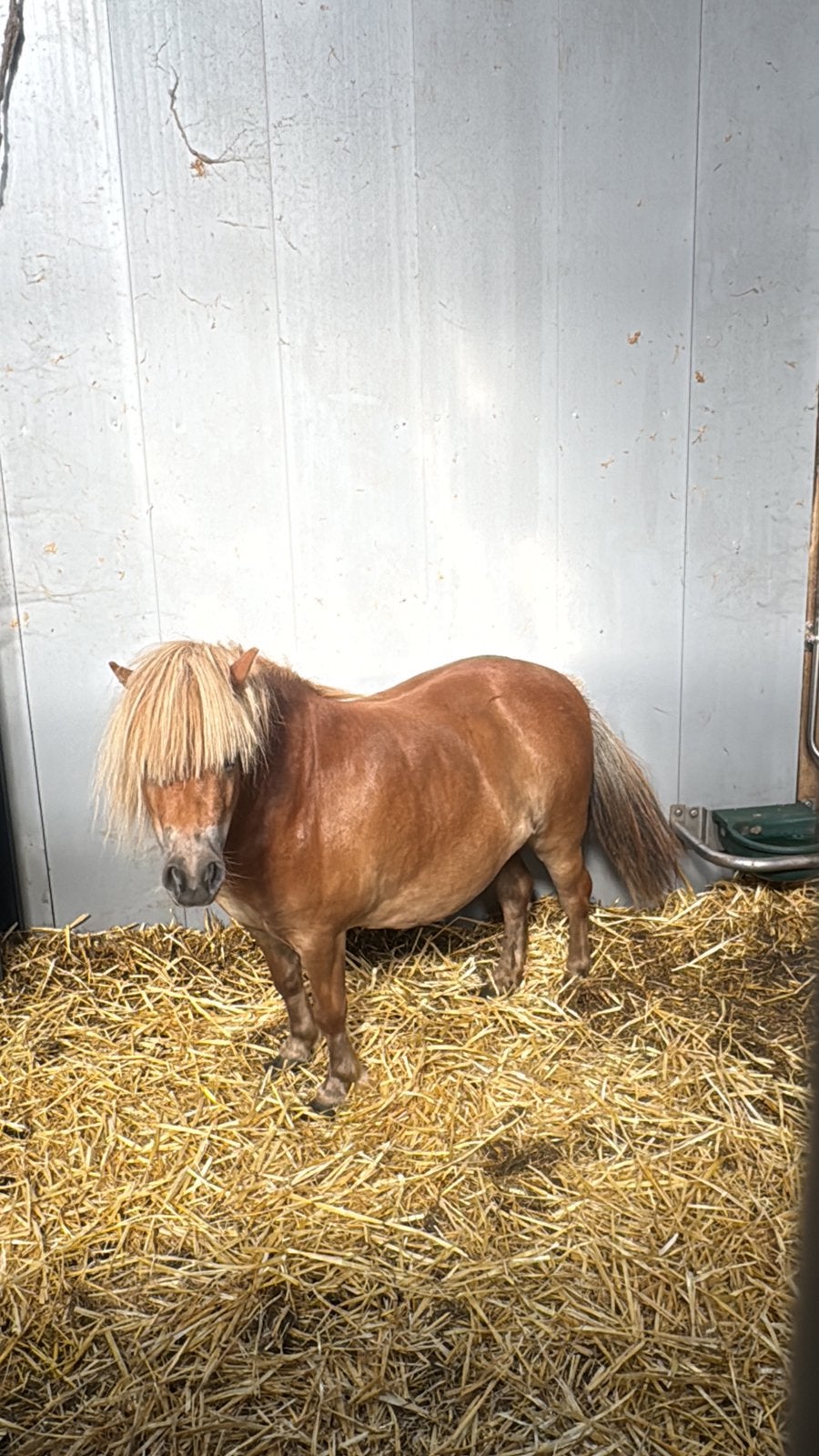 Vos shetlander merrie, Dieren en Toebehoren, Pony's, Merrie, A pony (tot 1.17m)