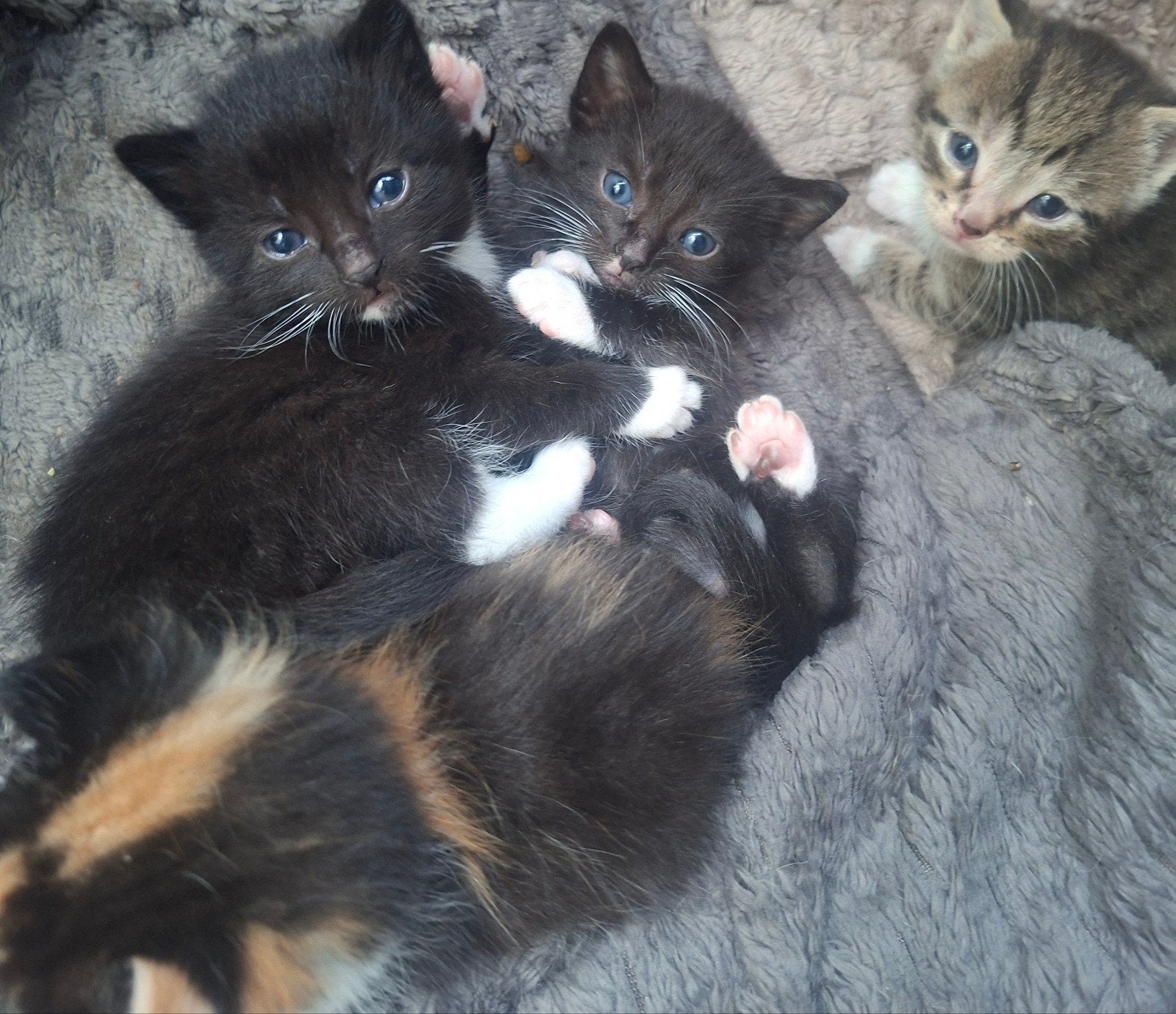 mooi nestje kittens