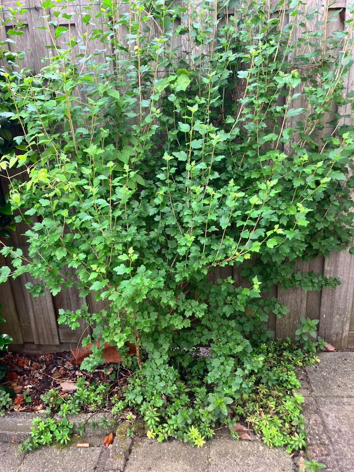 Ribes, Tuin en Terras, Planten | Struiken en Hagen, Ophalen, Overige soorten, Struik, Minder dan 100 cm