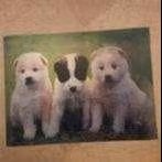 3d poster Hond /Kat, Rechthoekig Staand, Ophalen of Verzenden, Zo goed als nieuw, A1 t/m A3