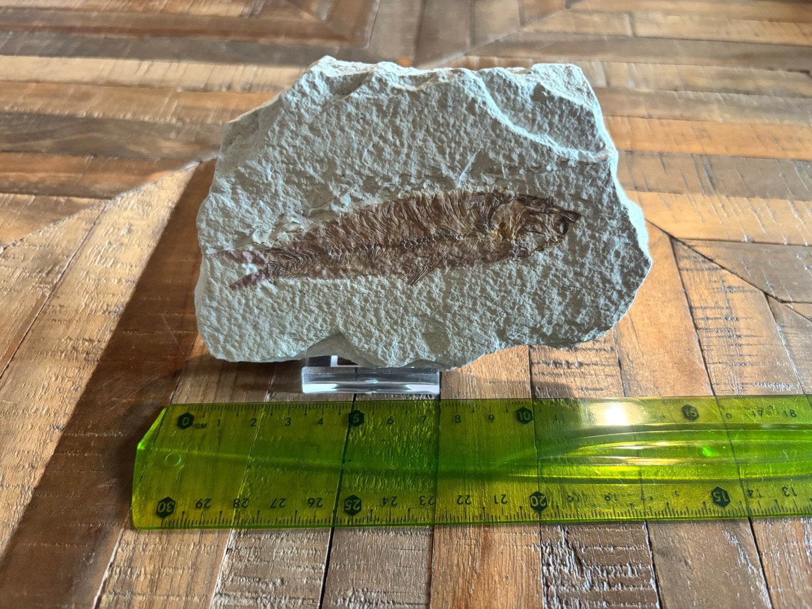 Prachtige fossiele vis van ongeveer 12 cm op standaard, Verzamelen, Ophalen, Fossiel