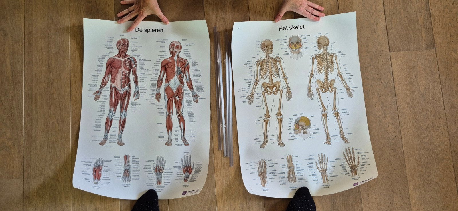 anatomie posters spieren en skelet, Verzamelen, Posters, Ophalen, A1 t/m A3
