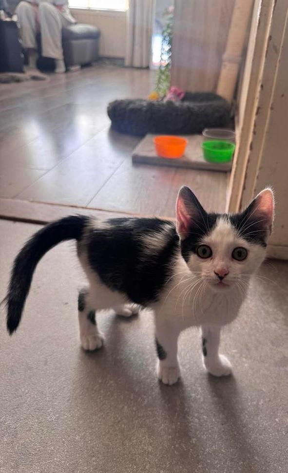 Lieve kitten te koop, Meerdere dieren, Kortharig, 0 tot 2 jaar