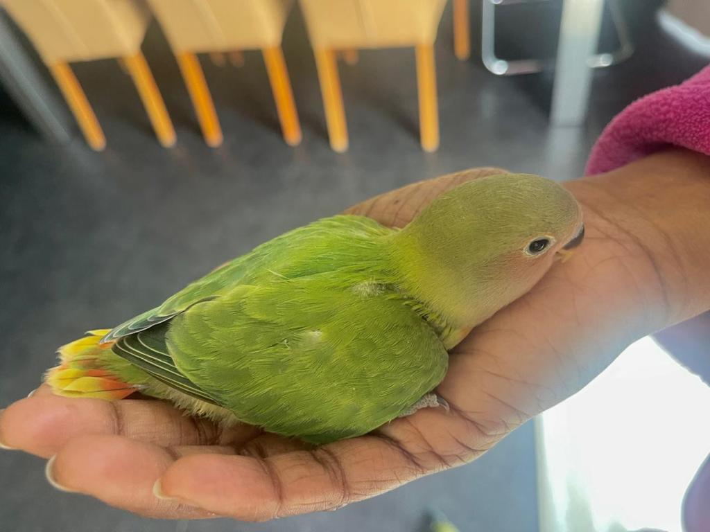 Baby agapornis 5 weken oud, Dieren en Toebehoren, Vogels | Parkieten en Papegaaien, Geslacht onbekend, Dwergpapegaai of Agapornis