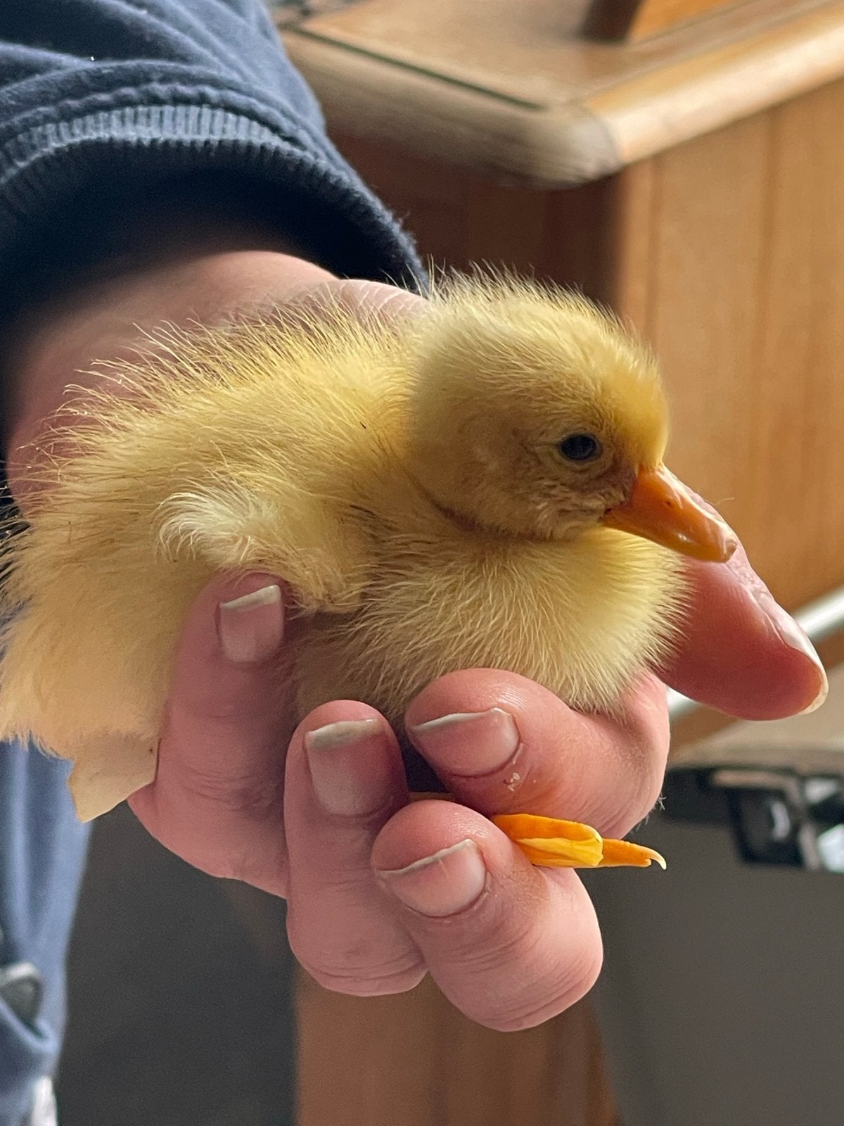Tamme Indische loopeendjes, Dieren en Toebehoren, Pluimvee, Geslacht onbekend, Eend