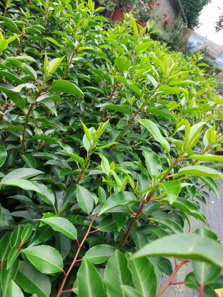 Portugese laurier, Tuin en Terras, Planten | Struiken en Hagen, Ophalen of Verzenden, Laurier, 100 tot 250 cm