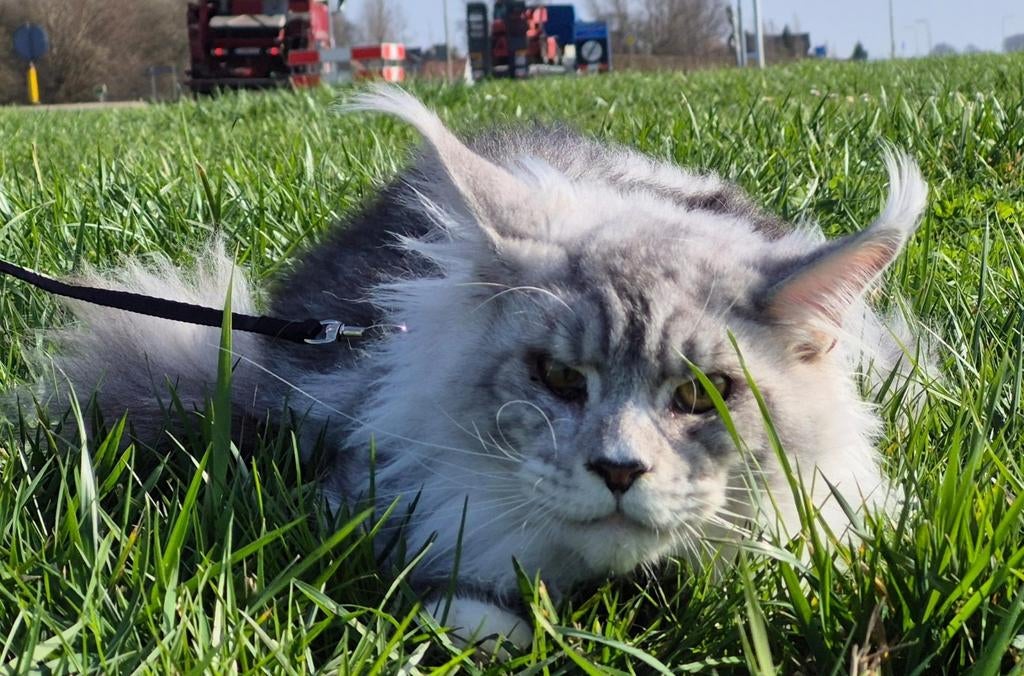 Maine coon dekkater met stamboom (vanuit rusland)GETEST, Kater, Met stamboom, 0 tot 2 jaar