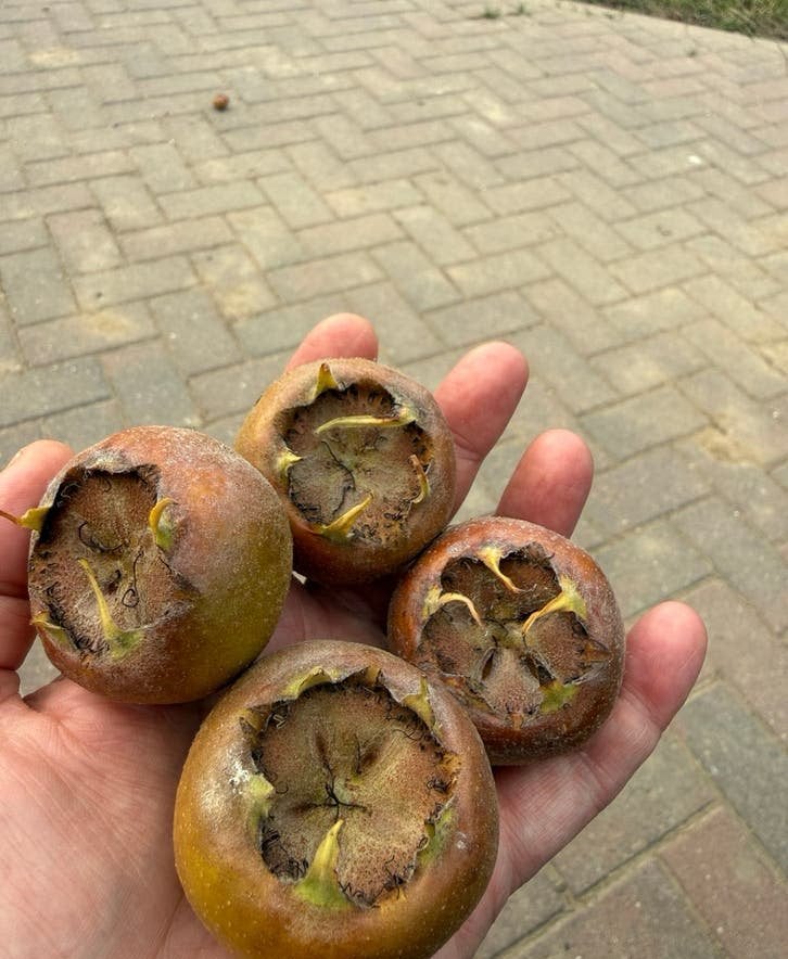 Mispelboom 2026 - Zeldzame Vruchtboom, Ophalen of Verzenden, Minder dan 100 cm, Overige soorten