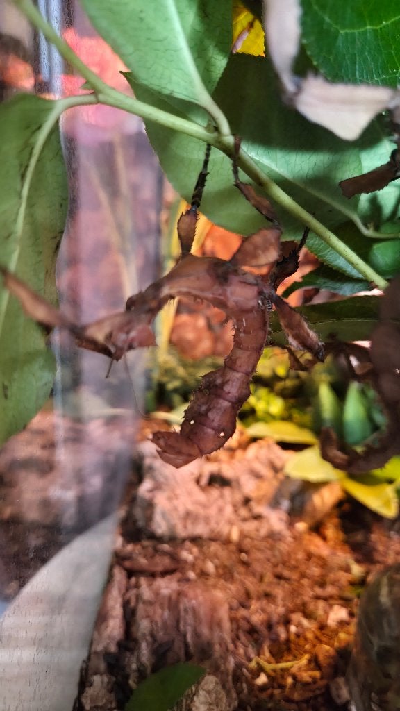 Australische flappentak / Extatosoma Tiaratum, Dieren en Toebehoren, Overige soorten