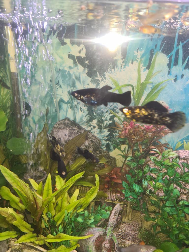 Gezonde grote black mollys en plattys te koop, Dieren en Toebehoren, Vis
