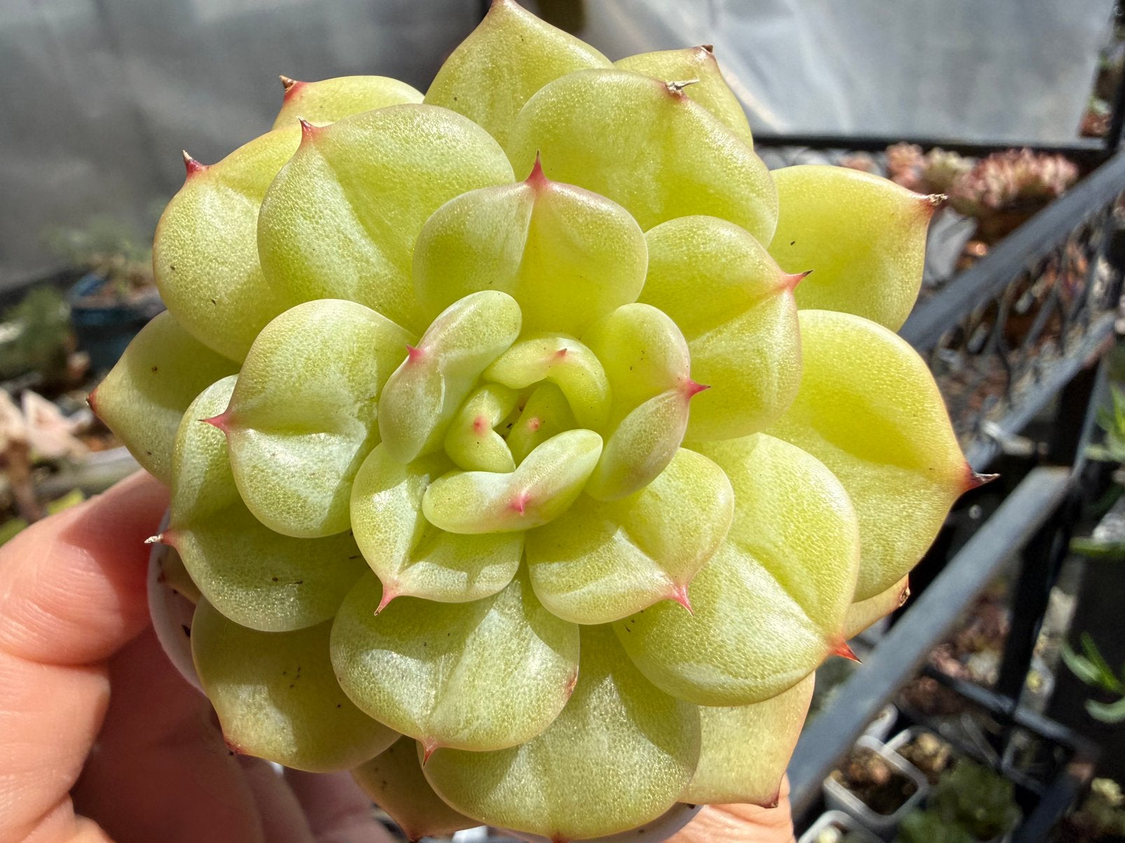 Echeveria Anko Jenny/pot 5cm/vetplant/succulent, Verzenden, Halfschaduw, Minder dan 100 cm
