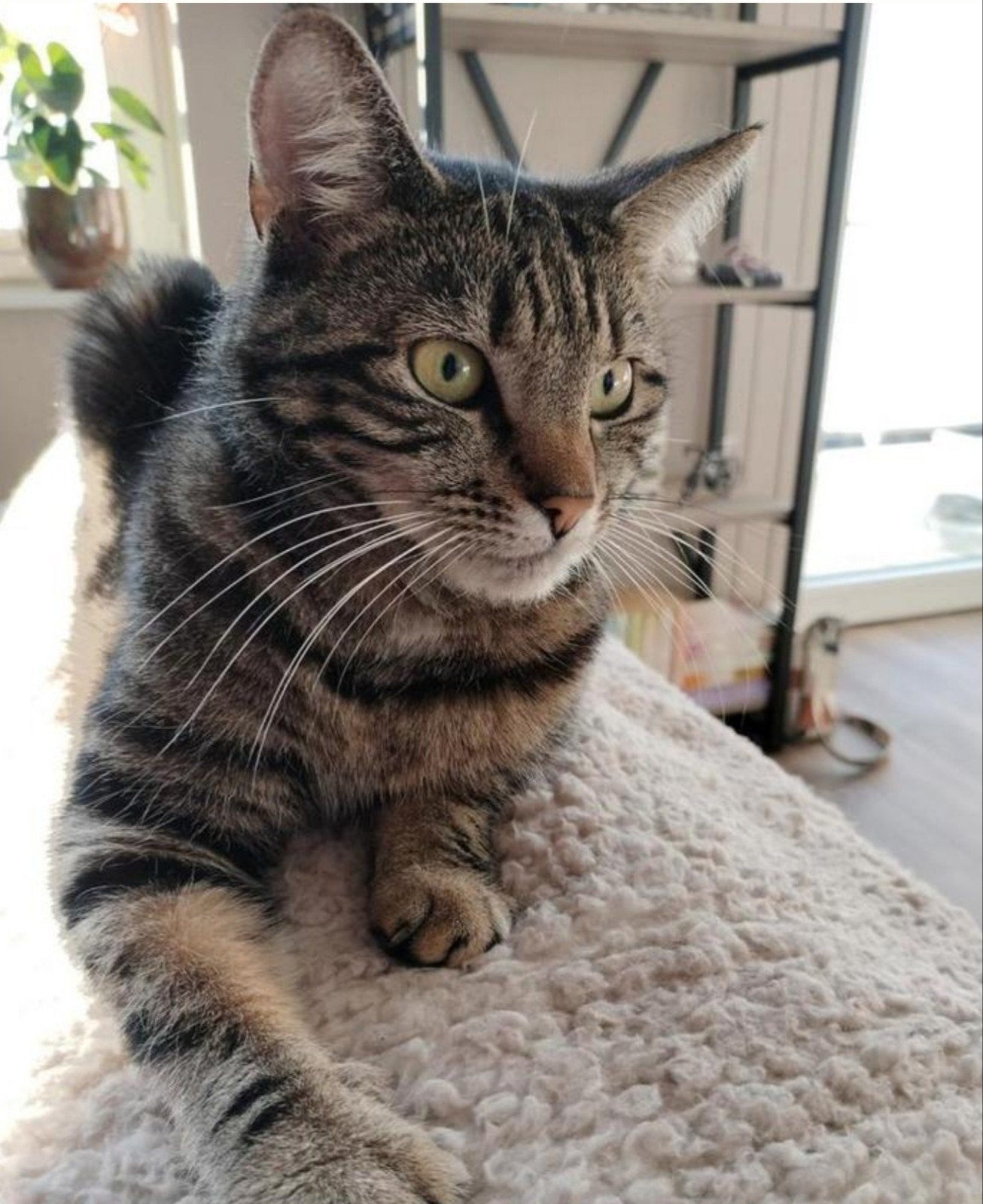 Twee lieve zusjes (6 en 4) - Europese korthaar, Poes, Ingeënt, 3 tot 5 jaar