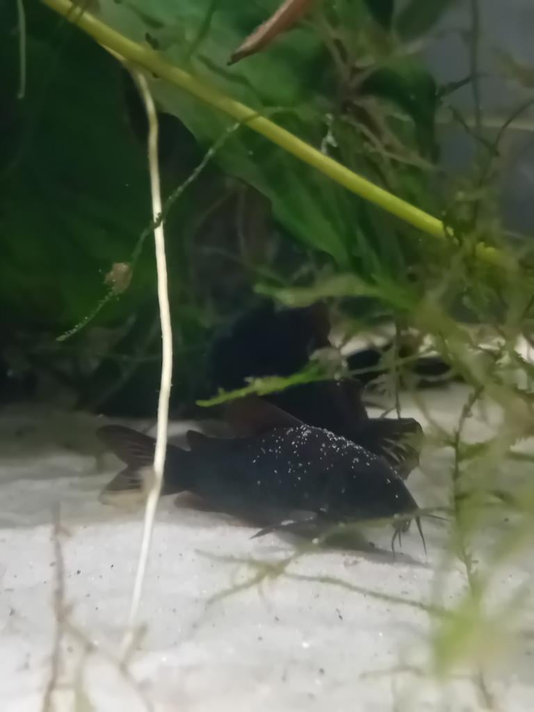 Corydora Black Venezuela, Ophalen, Gevuld zoetwateraquarium