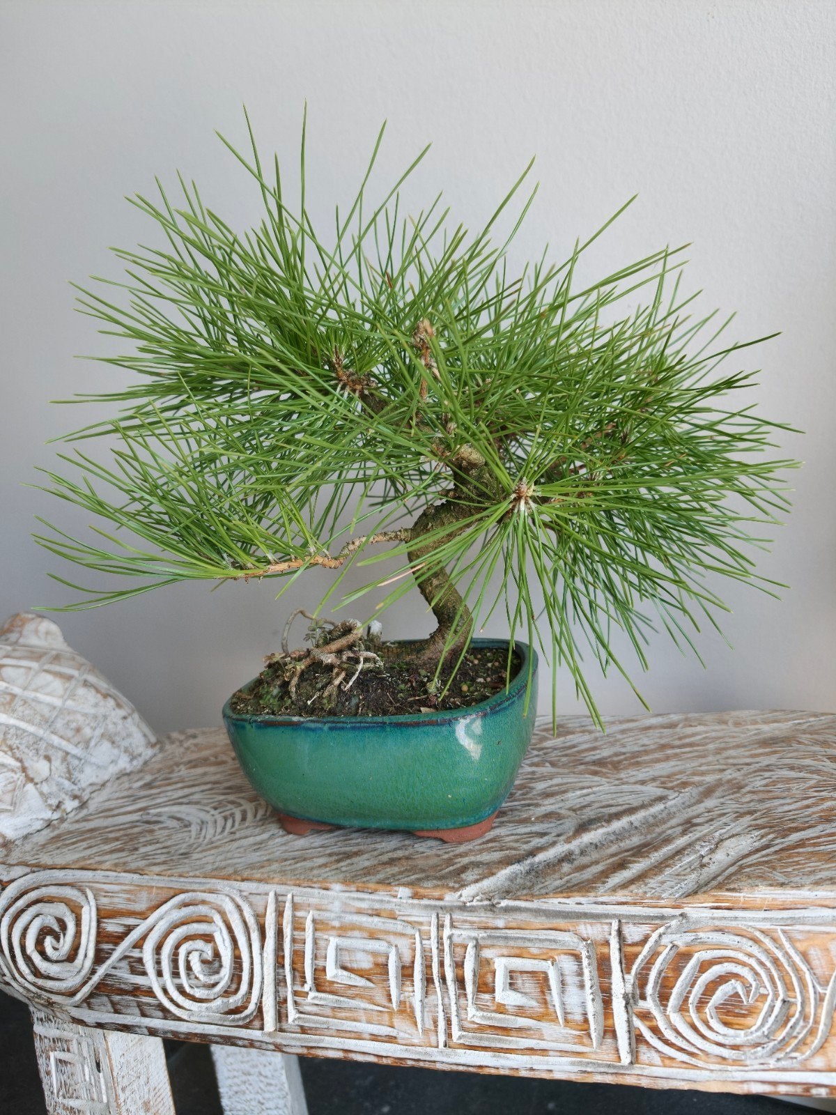 Pinus Thunbergii bonsai, Bloeit niet, Halfschaduw, Minder dan 100 cm, Overige soorten