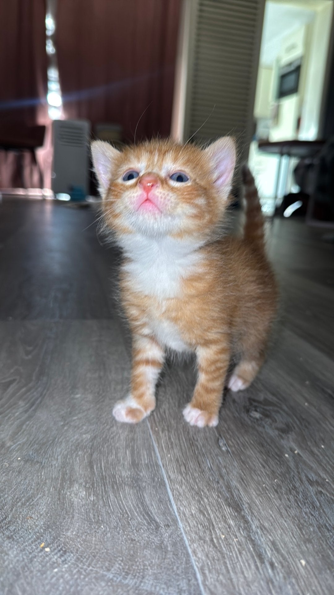 Rode poes vrij (zeldzaam), Dieren en Toebehoren, Poes, Ontwormd