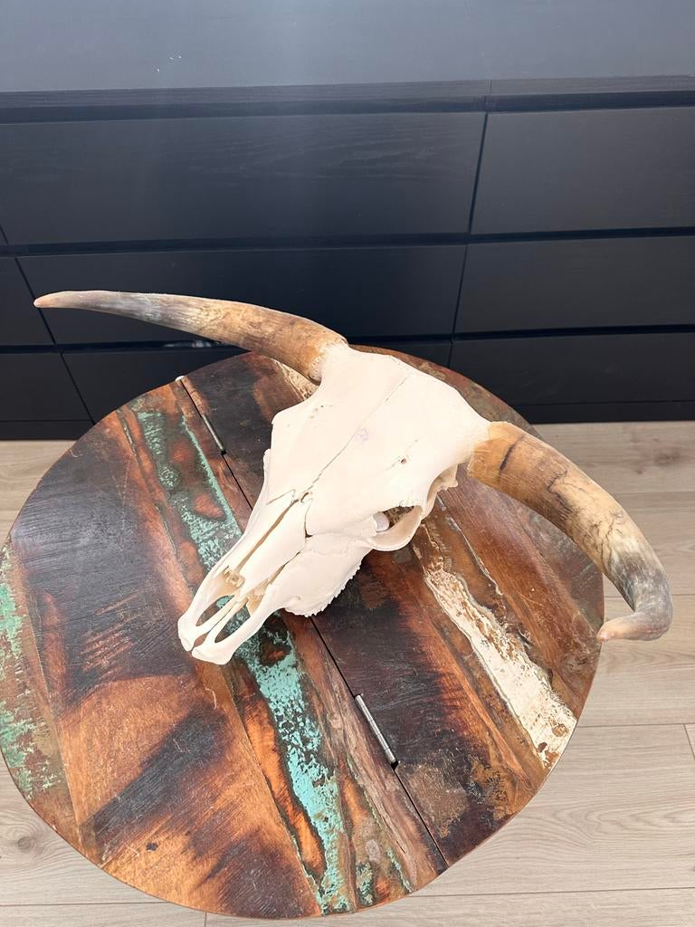 Longhorn schedel, Huis en Inrichting, Woonaccessoires | Overige, Ophalen of Verzenden, Gebruikt, Wit, Natuurlijk materiaal