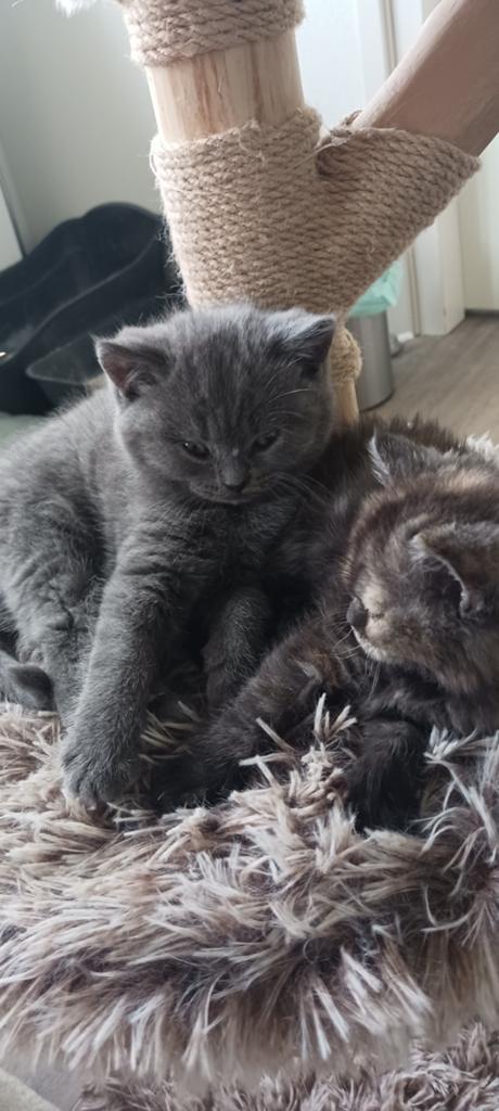 Britse korthaar, Dieren en Toebehoren, Katten en Kittens | Raskatten | Langhaar, Kater, Gechipt