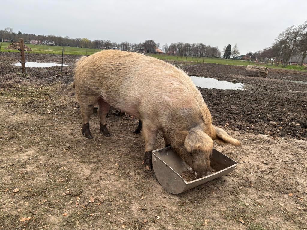 Husumer zeugen te koop, Dieren en Toebehoren, Vrouwelijk, Varken, 0 tot 2 jaar