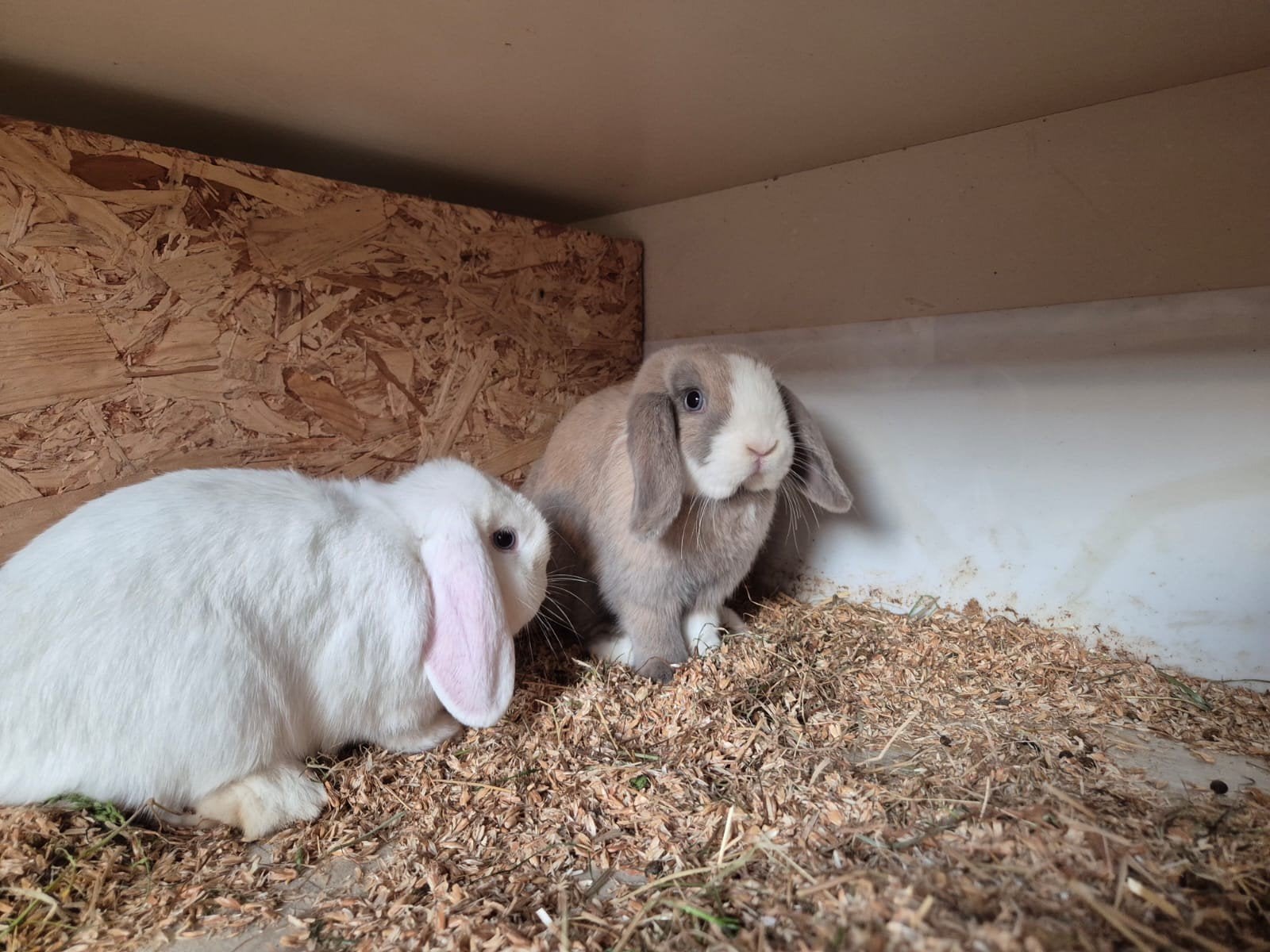 Franse Hangoor konijnen, Dieren en Toebehoren, Konijnen, Meerdere dieren, Groot, Hangoor
