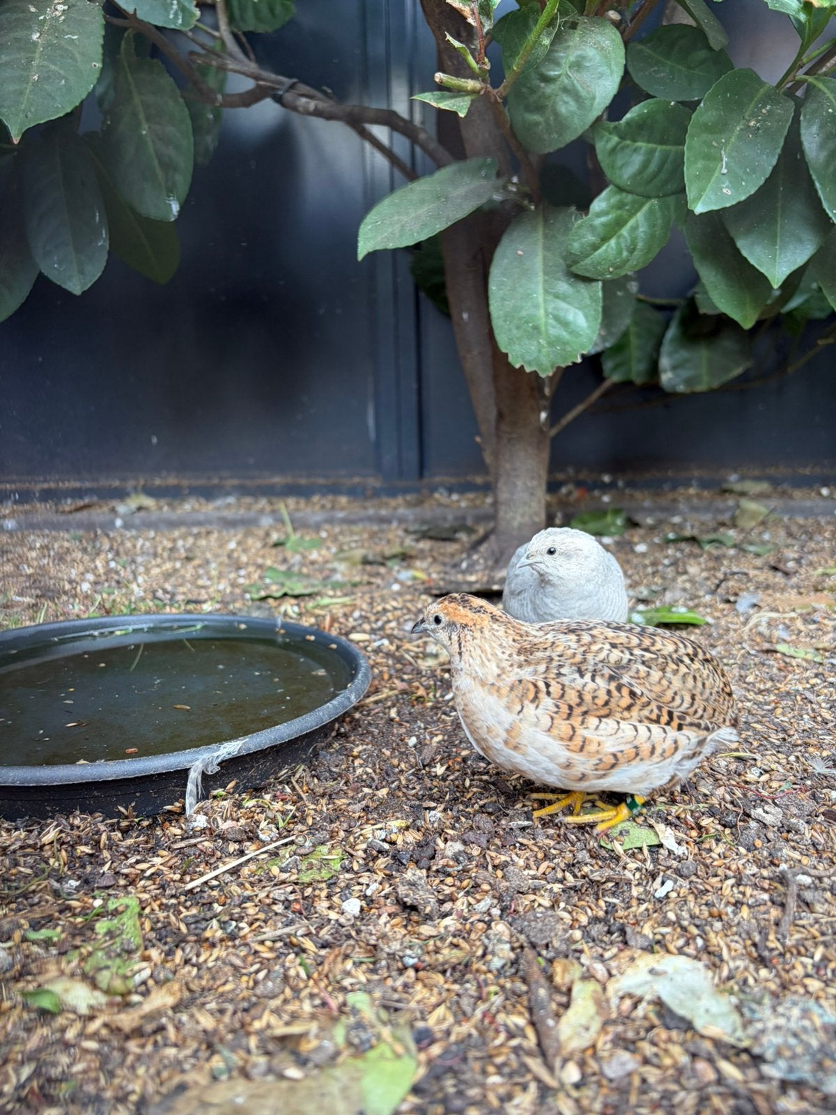 Chinese kwartel hennen., Dieren en Toebehoren, Vogels | Overige Vogels, Vrouwelijk, Geringd