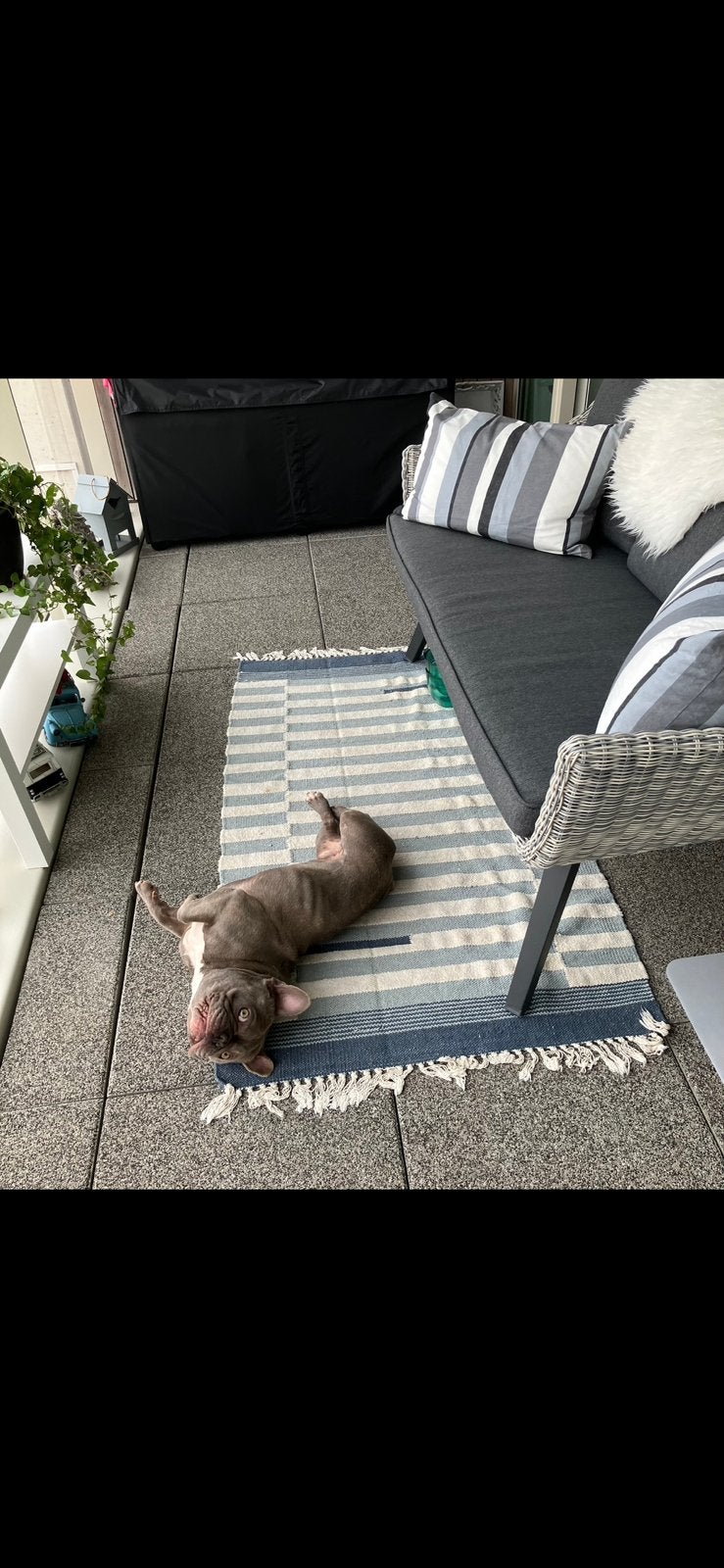 Franse Bulldog ( kleur blauw ), Dieren en Toebehoren, 6 jaar of ouder, Reu, Bulldog, Eén hond