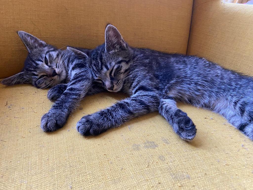 Kittens te koop, Kater, Kortharig, 0 tot 2 jaar