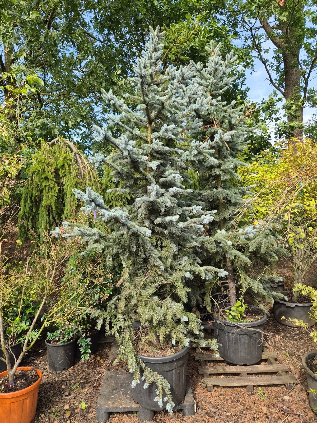 Grote Picea blauwspar in pot, Tuin en Terras, Ophalen, Conifeer, Struik, 250 cm of meer
