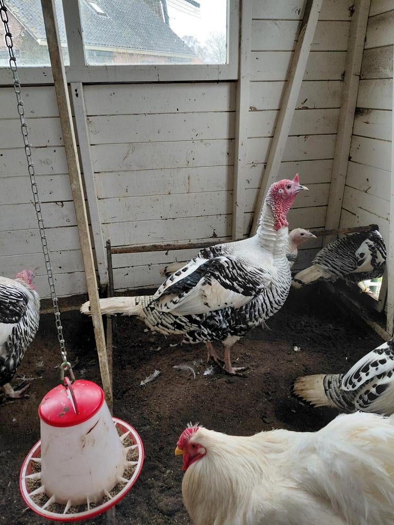 Broedeieren Ronqueres kalkoen, hermelijnkleur., Geslacht onbekend, Kalkoen