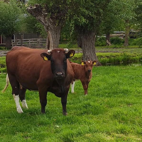 Brandrode vaars met stier kalf, Dieren en Toebehoren, Runderen, Meerdere dieren