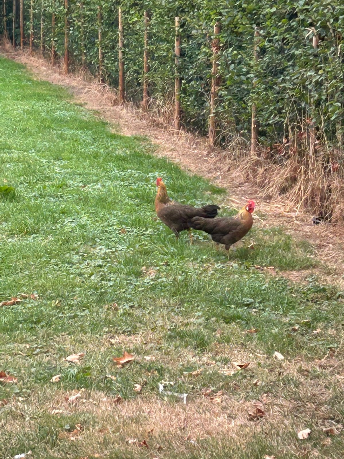 2 Jonge bruine leghorn hennen, Vrouwelijk, Kip
