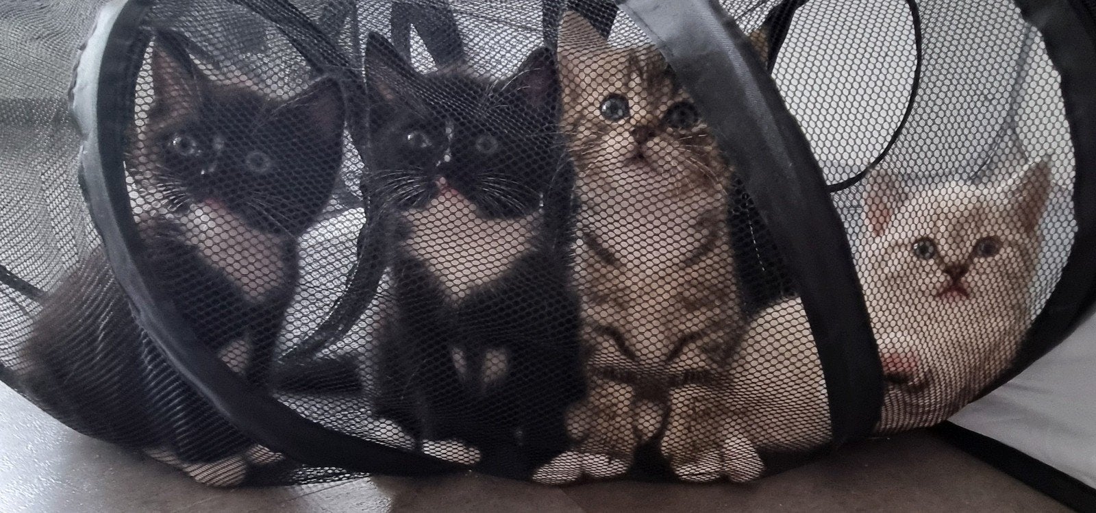 Britse korthaar Vader Turkse Van Moeder, Dieren en Toebehoren, Katten en Kittens | Raskatten | Korthaar, Kater, Ontwormd, 0 tot 2 jaar